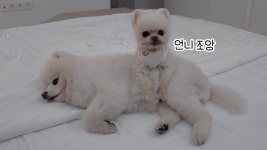 네이버 인플루언서 [네이버 인플루언서] 퐁키야~ 언니 그만 괴롭혀! 착한 강아지는 오늘도 참습니다