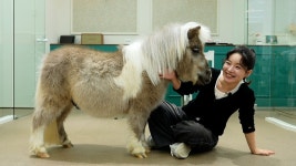 우마 털깎는 국내영상 - 우마무스메 프리티 더비 마이너 갤러리