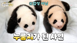 먀 낑소리 러 낑소리를 닮은거같은데 - 푸바오 마이너 갤러리