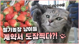 삭제 재업)실베간 ebs 딸기농장 고양이영상 비공으로 돌렸노ㅋㅋㅋ - 야옹이 갤러리