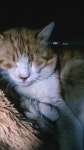 MrRatonel - YouTube