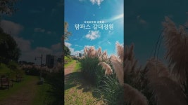 네이버 인플루언서 [네이버 인플루언서] 10월 제주가볼만한곳 서귀포시 국세공무원 교육원 팜파스 갈대정원 #팜파스 #팜파스명소... 