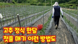네이버 인플루언서 [네이버 인플루언서] 고추 첫줄 괴산청결고추 노지 재배 정식 한달 충북 괴산군 풀뿌리농장 [고추재배방법]