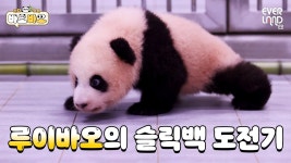 루이바오 슬릭백 챌린지 - 바오패밀리 마이너 갤러리