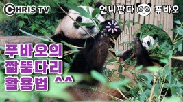 손이 세개가 아니라 아쉬운 판다 - 푸바오 마이너 갤러리
