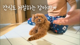 네이버 인플루언서 [네이버 인플루언서] 사고를 당하고 간식도 거절하고 있는 강아지...ㅠ
