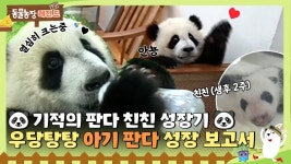 동물농장 친친 이야기 - 푸바오 마이너 갤러리