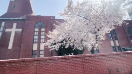 우리집 멍뭉이 좀 찍어옴 - 멍멍이 갤러리