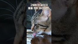 네이버 인플루언서 [네이버 인플루언서] 하루아침에 고양이가...