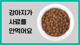 네이버 인플루언서 [네이버 인플루언서] 왈스의 강아지사료