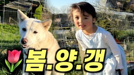 네이버 인플루언서 [네이버 인플루언서] 봄이 오니 양도 돌아 오고 갱상도 봉쓰리는 신났네 신났어 💕 네덜란드 시골 브이로그