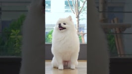 페스츄리 펫살롱 PETs TREE - YouTube