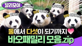 스브스 바오들 영상올라옴 - 바오패밀리 마이너 갤러리