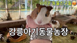 네이버 인플루언서 [네이버 인플루언서] 청순이의 강릉아기동물농장