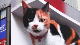 ビルから見下ろす巨大な「三毛猫」　新宿駅前に現れる 動画：朝日新聞