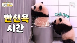 바오바오 올라와땅 - 바오패밀리 마이너 갤러리
