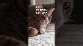 인플루언서 [네이버 인플루언서] 다를 그러지 않나요? 멍때리는 휴일. #cat #고양이이름이집사 #집사와닮은고양이#하품하는고양이#자는고양이