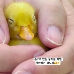 동물농장 - YouTube 동물농장