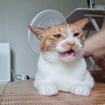 양이 - YouTube 양이