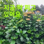 이옥정 - YouTube 이옥정