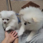 동진(슈퍼스타동진) - YouTube 동진(슈퍼스타동진)