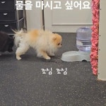 연희도그_세상에서제일귀여운강아지 - YouTube 연희도그_세상에서제일귀여운강아지