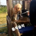 개떼월드 - YouTube 개떼월드