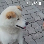 대한견식 수제간식 - YouTube 대한견식 수제간식