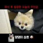 댕댕이 삼촌 - YouTube 댕댕이 삼촌