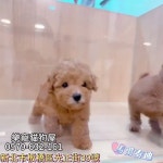 樂寵貓狗屋 - YouTube 樂寵貓狗屋