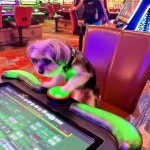 Mochi Slots - YouTube Mochi Slots