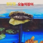 오늘의장어 - YouTube 오늘의장어