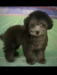 HUGs PUPPY & KITTY - YouTube HUGs PUPPY & KITTY