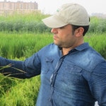 Adel HADIFA | Agricultural Research Center, Egypt, Cairo | ARC | Field crops research institute | Research profile
