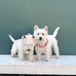 Mingtao JI | PhD | Nanjing University, Nanjing | NJU | The Distributed Computing Laboratory | Research profile