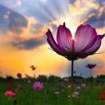 Studies (NMIMS) Deemed-to-be University, V.L. Mehta Road, Vile Parle (West), Mumbai-400056, Maharashtra, India. | Research profile