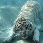 Mi JIN | Chungnam National University, Daejeon | CNU | Department of Electrical Engineering | Research profile