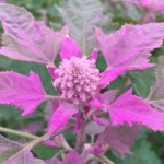 Sirpaul JAIKISHUN | Teacher | University of Guyana, Georgetown | Department of Biology | Research profile