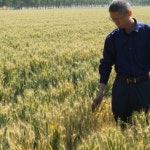 Lingan KONG | Shandong Academy of Agricultural Sciences, Jinan | SAAS | Crop Research Institute | Research profile