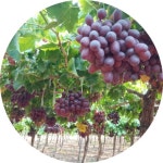 Saied ABDELAZIZ | Technician | Agriculture | Research profile