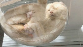 동거묘에게 선물 낡은 캣타워 리폼하고 투명해먹달아주기