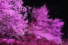 스압 양재천 벚꽃등축제 다녀 왔습니다 20190405