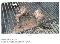 혐) 참새 제대로 응징해버리는 어느 농부 어르신 ^,^ | (백업)유머 게시판(2018-2020) 혐) 참새 제대로 응징해버리는 어느 농부 어르신... 