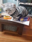 과연 우리집 야옹이에게 무슨일이 있었던걸까? | (백업)유머 게시판(2018-2020) 과연 우리집 야옹이에게 무슨일이... 