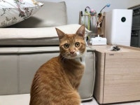 반려동물이 걱정되서 펫시터를 부른 집사