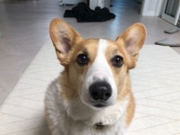 반려동물이 걱정되서 펫시터를 부른 집사