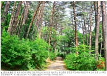 경복궁 목재 재료, 금송 | (백업)유머 게시판(2018-2020) 경복궁 목재 재료, 금송 | (백업)유머 게시판(2018-2020) | 루리웹