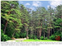 경복궁 목재 재료, 금송 | (백업)유머 게시판(2018-2020) 경복궁 목재 재료, 금송 | (백업)유머 게시판(2018-2020) | 루리웹