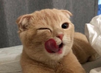 낼름 혀를 내민 귀여운 야옹이 3D 액자
