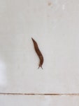 화장실에서 농후한 민달팽이